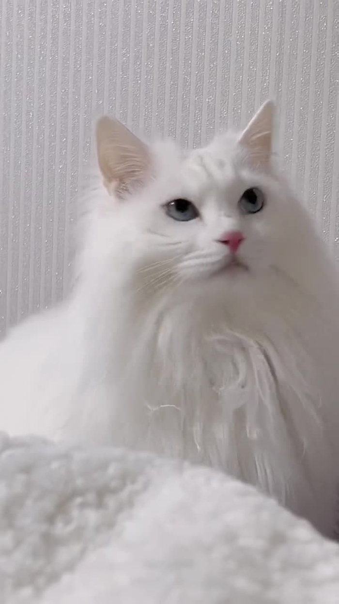 솜버💖 CosSomber 10