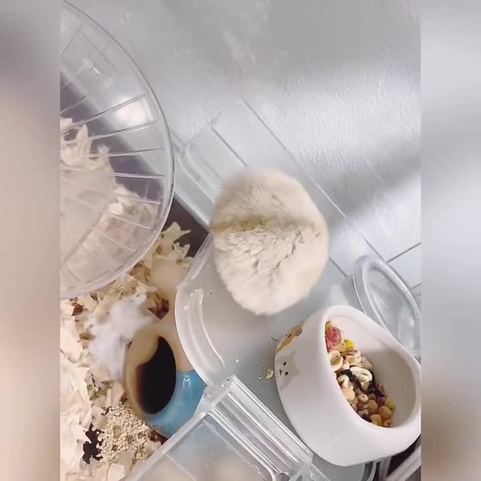 ひめのしの🍤 himenosino 4