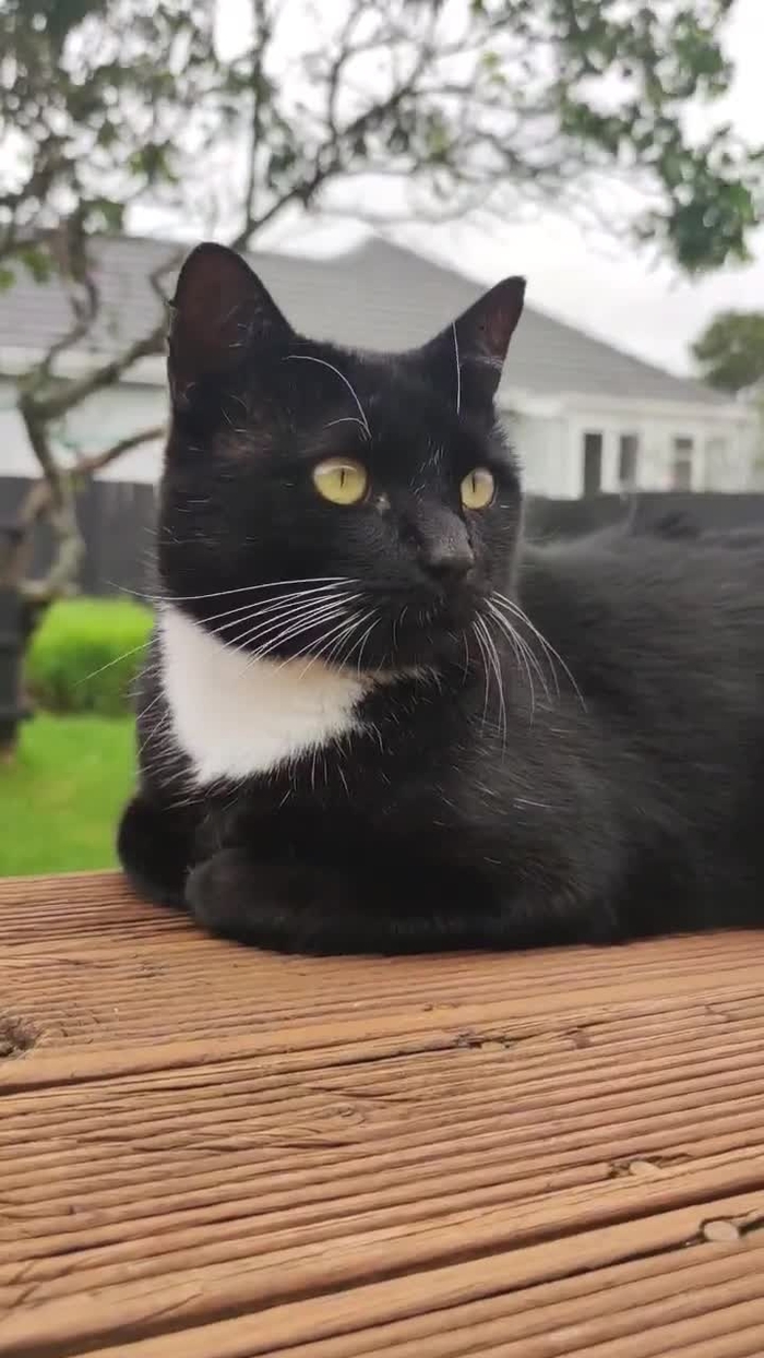 Catssidy catssidy__ 3