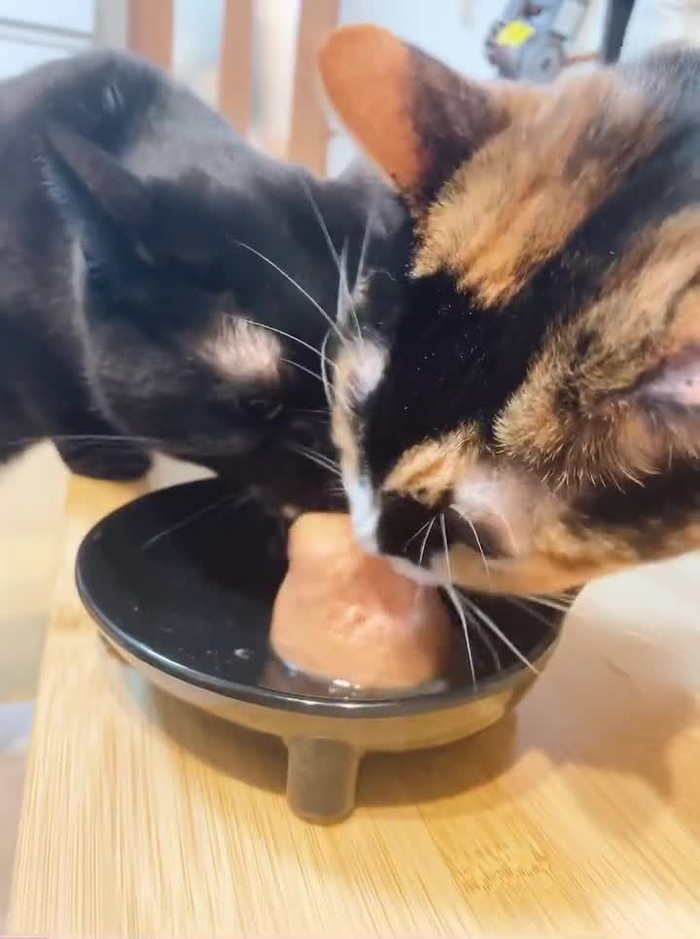 美東澪🐈🐈‍⬛みおっぱい🐈🐈‍⬛🍜 mitoumio 12