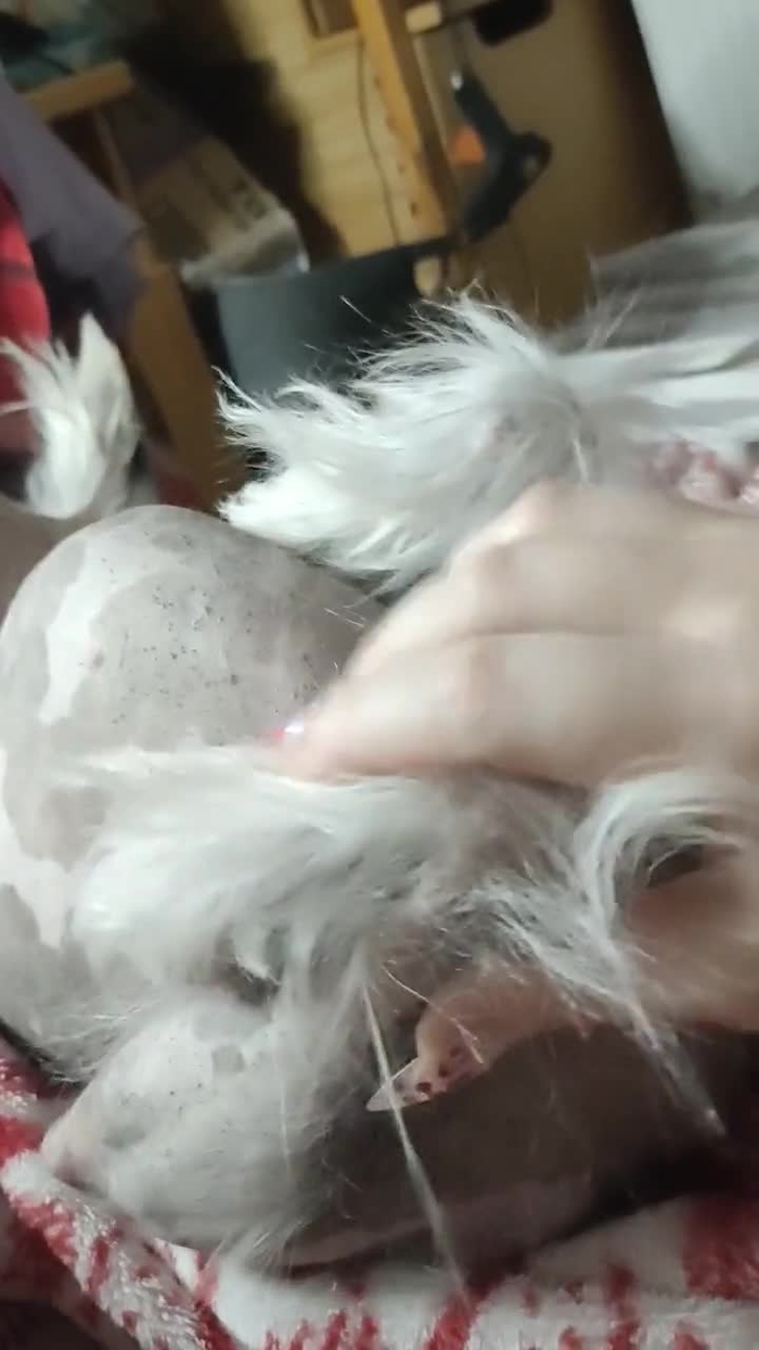 iKona🇺🇦 iKona__ 12