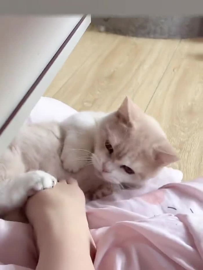 呆呆 budaidaimao 3