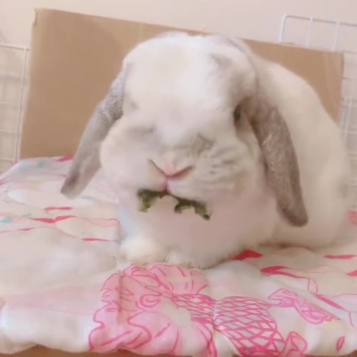 まほれ🐰🎀 mqh0re 1