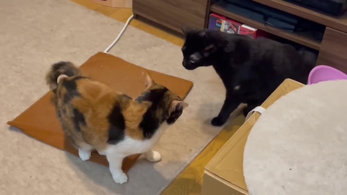 美東澪🐈🐈‍⬛おやすみ🐈🐈‍⬛🍜 mitoumio