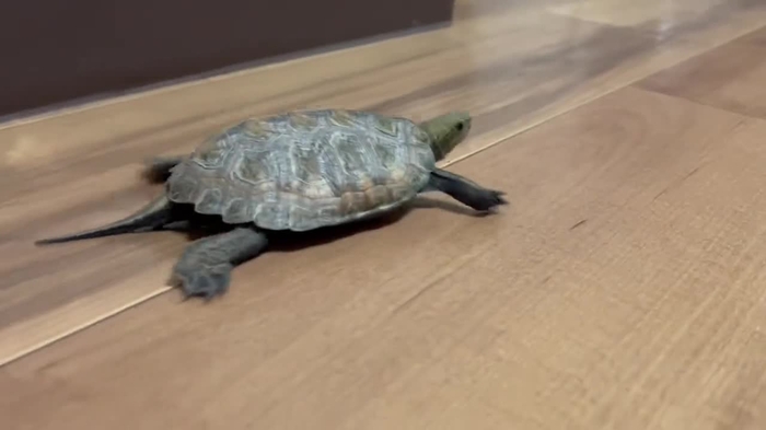 うさみ。🐰 撮ってもらいたい症候群 usagimaturi