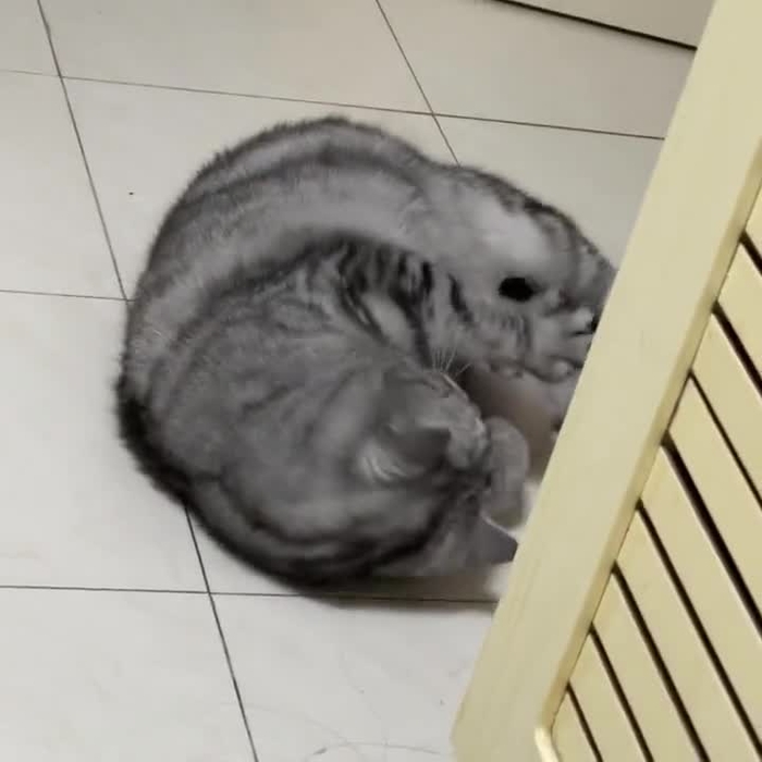 狗不理阿包 ovo_dxbbb 20