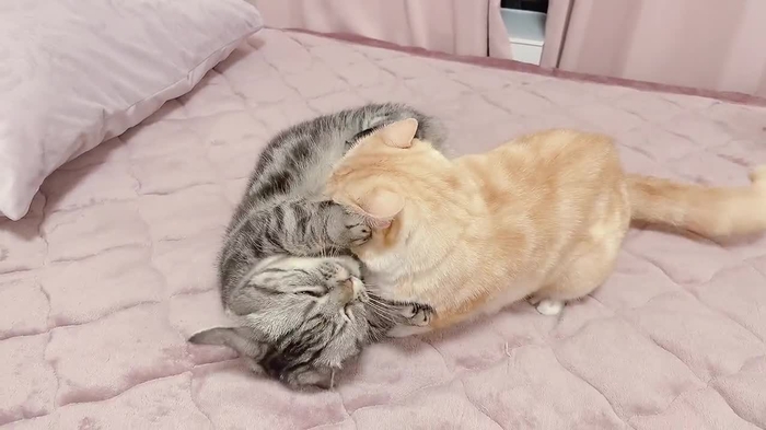 月城せいにゃん🐱🔮🦋シャドウバンえぐい🥲 s2yn8