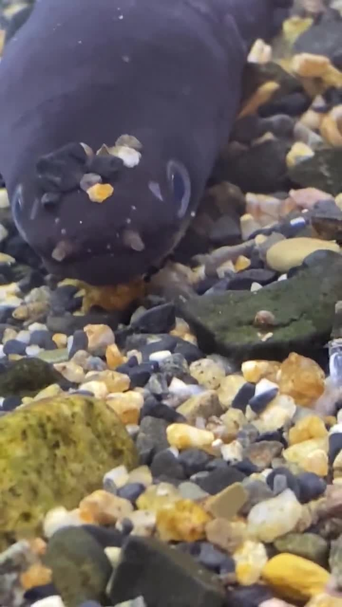 ためごわりき tamegowariki