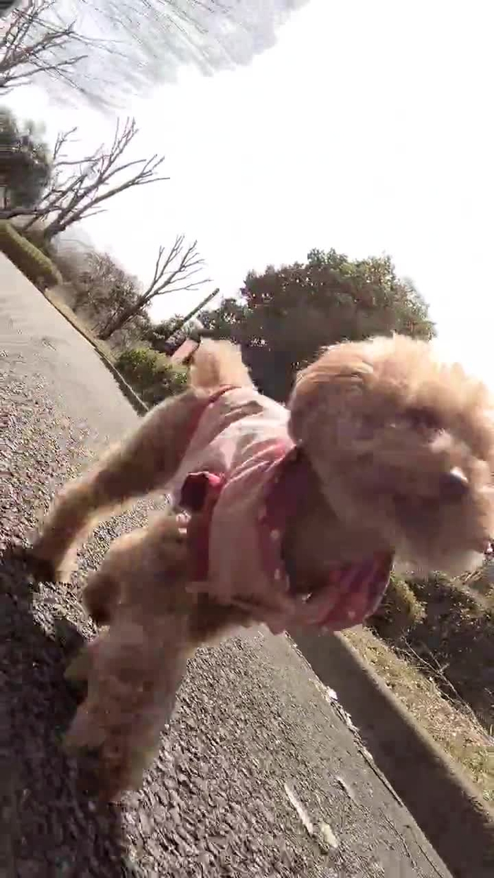 👒🌻🐕🍊💎🐥ヒデさん ! zuxtutozuxtuto 2