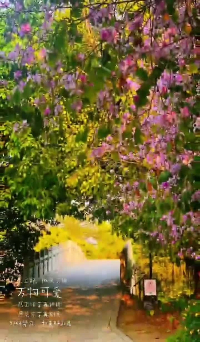 英子颯爽爽 wuliao17378237 4
