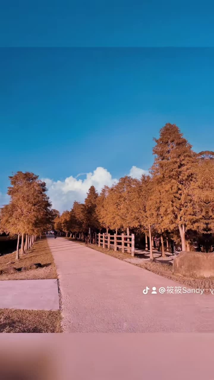 🌲🌲🌲