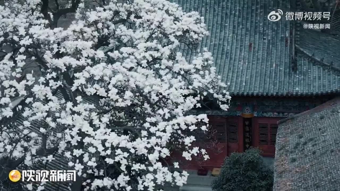 梦想家拉斐尔（互fo） xiangchunerxin1 48