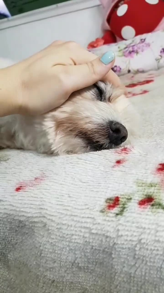 Queen Kirby katskirbyy 21