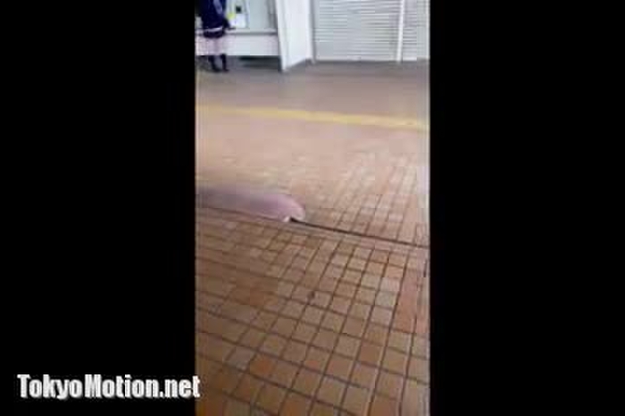 【盗撮動画】地味系なのにパンチラには無頓着な制服メガネJKの対面&しゃがみパンチラ