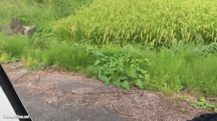 スマホ個人撮影 なんで外に出てる？w 田舎をドライブ中にムラムラしたのでJD彼女にフェラ抜きしてもらう♪［再］