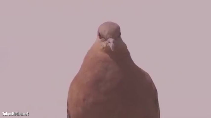 ホントはウンcomで拾いました